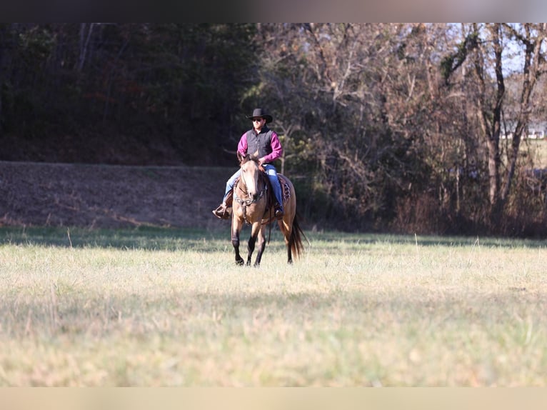 Draft Horse Gelding 6 years 16 hh Buckskin in Santa Fe TN
