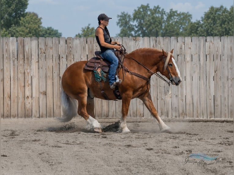 Draft Horse Mix Gelding 6 years 16 hh Chestnut in Hamilton