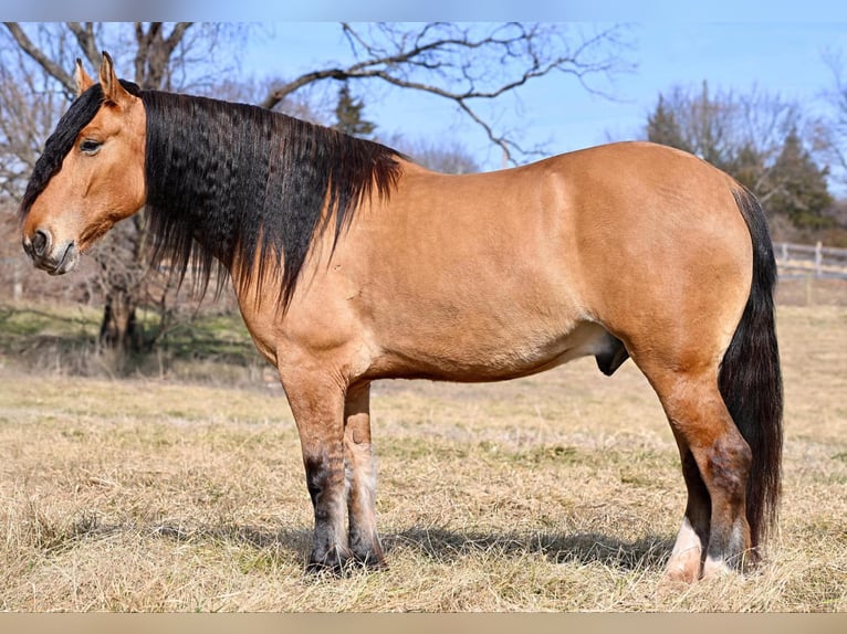 Draft Horse Mix Gelding 6 years 16 hh Dun in Thurmont, MD