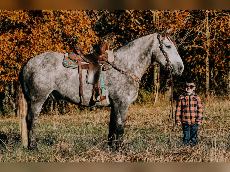 Draft Horse Gelding 6 years 16 hh Gray-Dapple in Hillsboro KY
