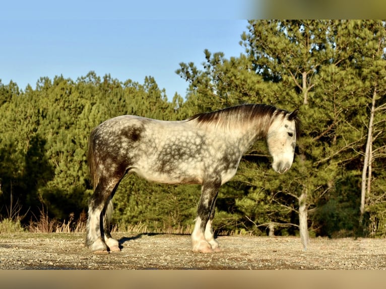 Draft Horse Mix Gelding 6 years 16 hh Gray in Sweet Springs
