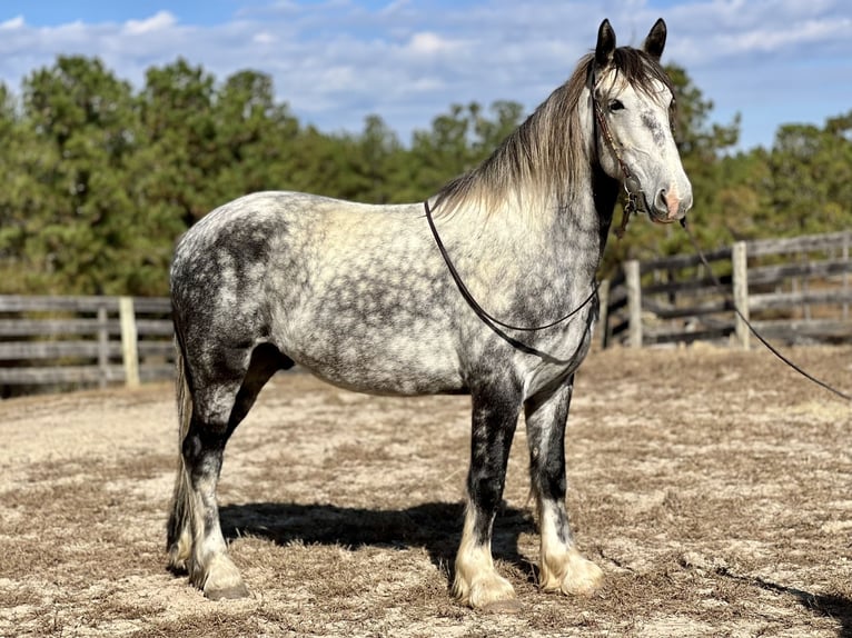 Draft Horse Mix Gelding 6 years 16 hh Gray in Sweet Springs