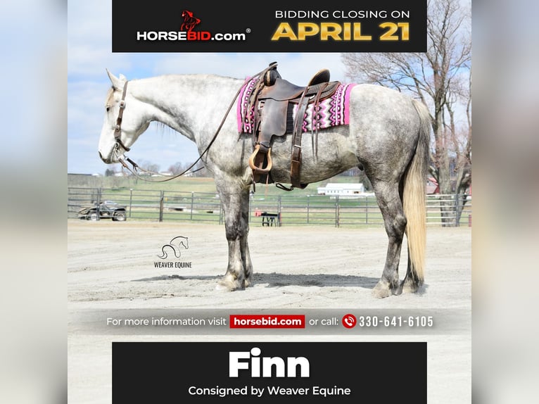 Draft Horse Mix Gelding 6 years 16 hh Grey-Dapple in Fredericksburg, OH