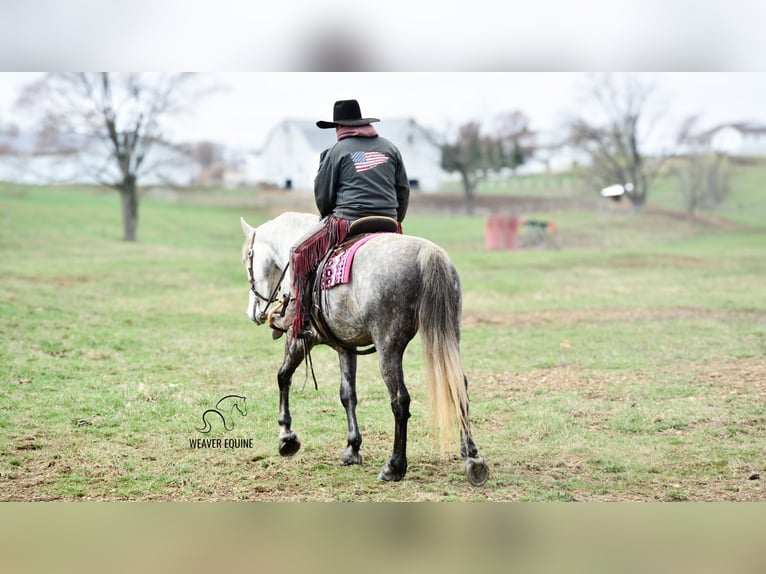 Draft Horse Mix Gelding 6 years 16 hh Grey-Dapple in Fredericksburg, OH