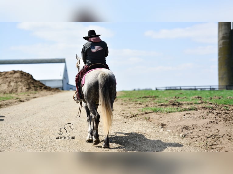 Draft Horse Mix Gelding 6 years 16 hh Grey-Dapple in Fredericksburg, OH