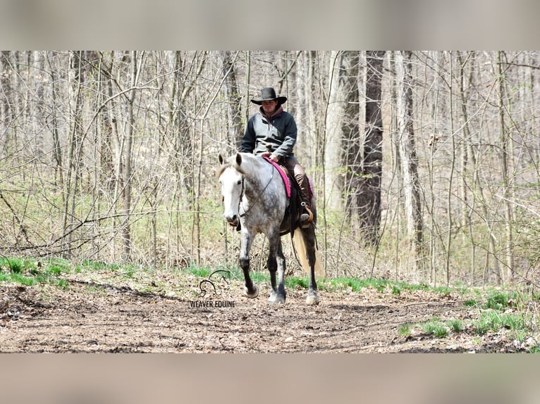 Draft Horse Mix Gelding 6 years 16 hh Grey-Dapple in Fredericksburg, OH