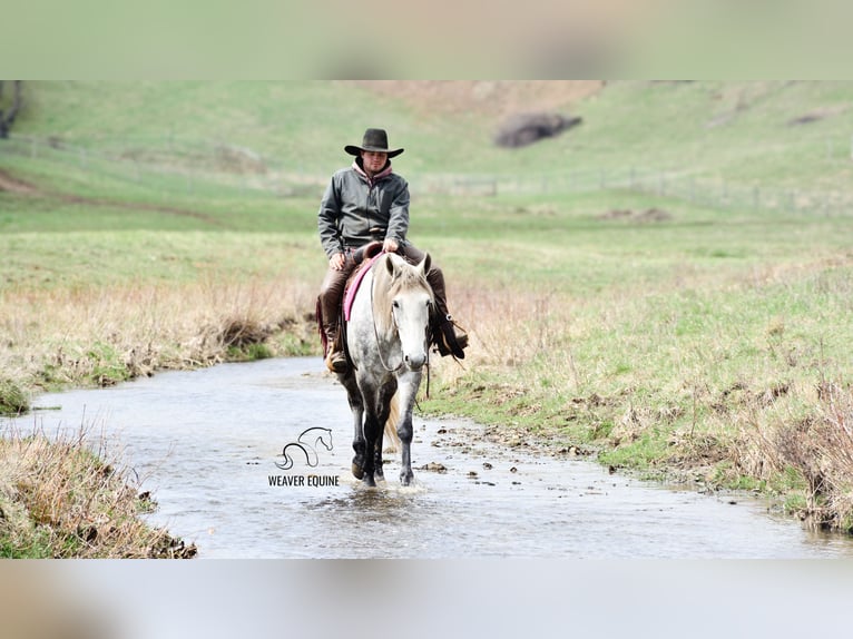 Draft Horse Mix Gelding 6 years 16 hh Grey-Dapple in Fredericksburg, OH
