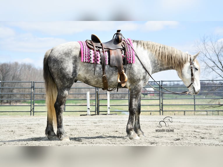 Draft Horse Mix Gelding 6 years 16 hh Grey-Dapple in Fredericksburg, OH