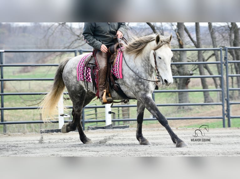 Draft Horse Mix Gelding 6 years 16 hh Grey-Dapple in Fredericksburg, OH