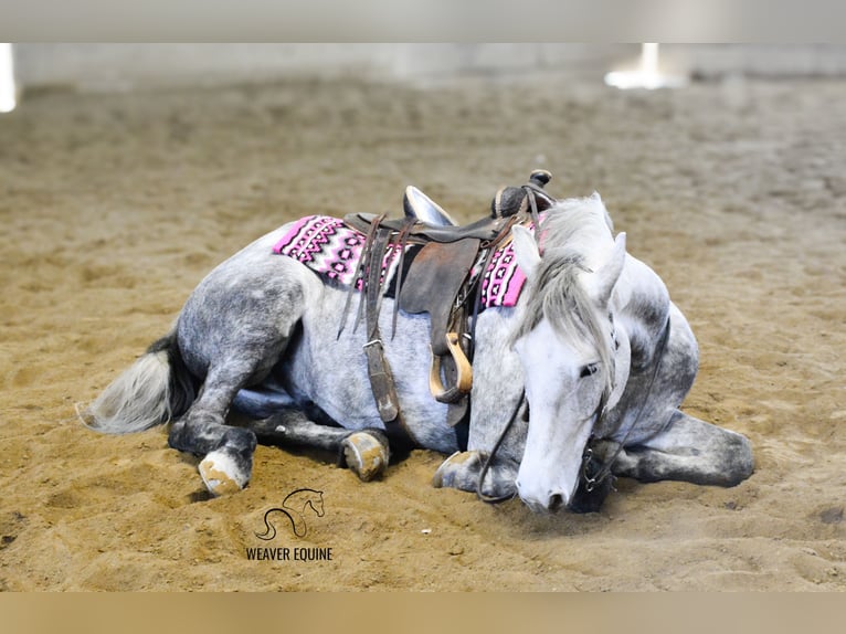 Draft Horse Mix Gelding 6 years 16 hh Grey-Dapple in Fredericksburg, OH