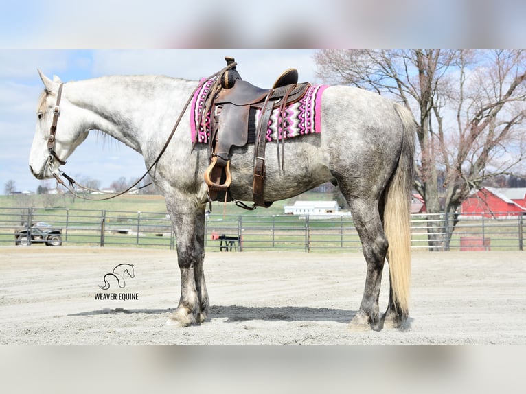 Draft Horse Mix Gelding 6 years 16 hh Grey-Dapple in Fredericksburg, OH