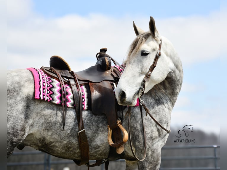 Draft Horse Mix Gelding 6 years 16 hh Grey-Dapple in Fredericksburg, OH
