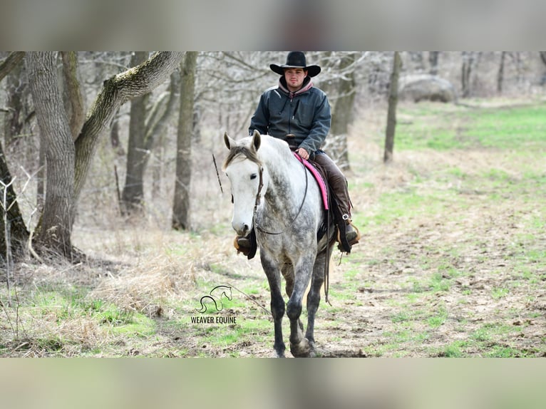 Draft Horse Mix Gelding 6 years 16 hh Grey-Dapple in Fredericksburg, OH
