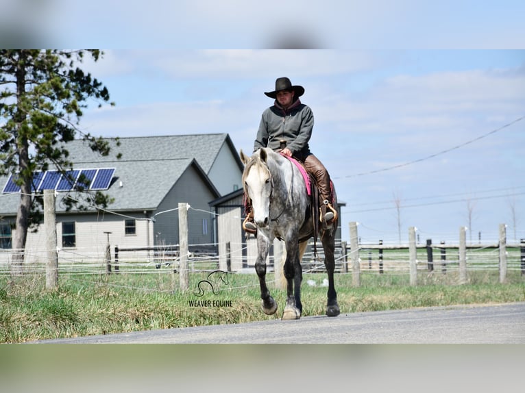 Draft Horse Mix Gelding 6 years 16 hh Grey-Dapple in Fredericksburg, OH