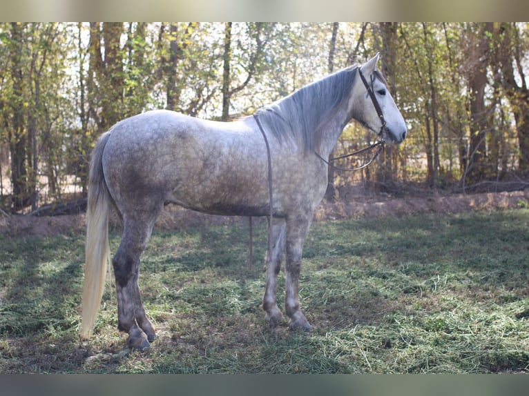 Draft Horse Gelding 6 years 16 hh Grey in El Paso Tx