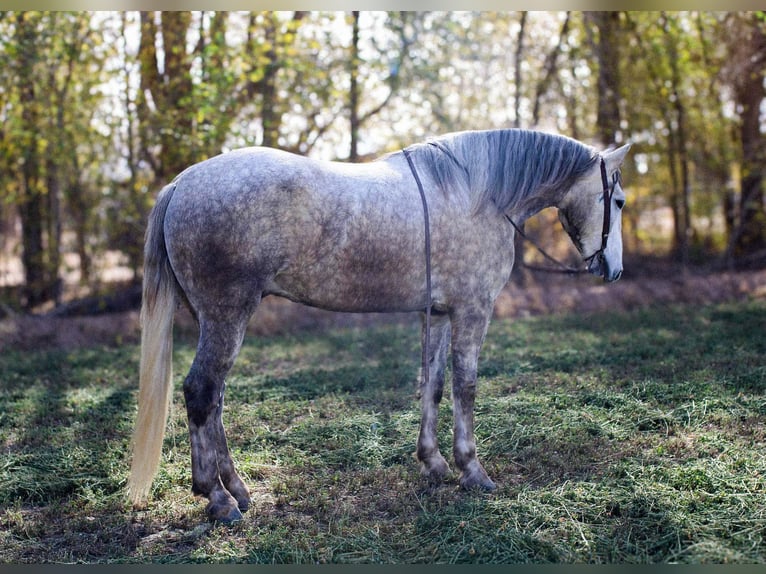 Draft Horse Gelding 6 years 16 hh Grey in El Paso Tx