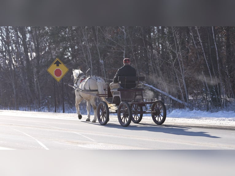 Draft Horse Mix Gelding 6 years 16 hh Palomino in Nevis