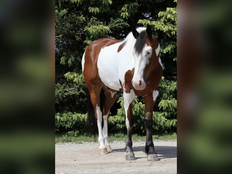 Draft Horse Mix Gelding 6 years 16 hh Pinto in Grass Lake