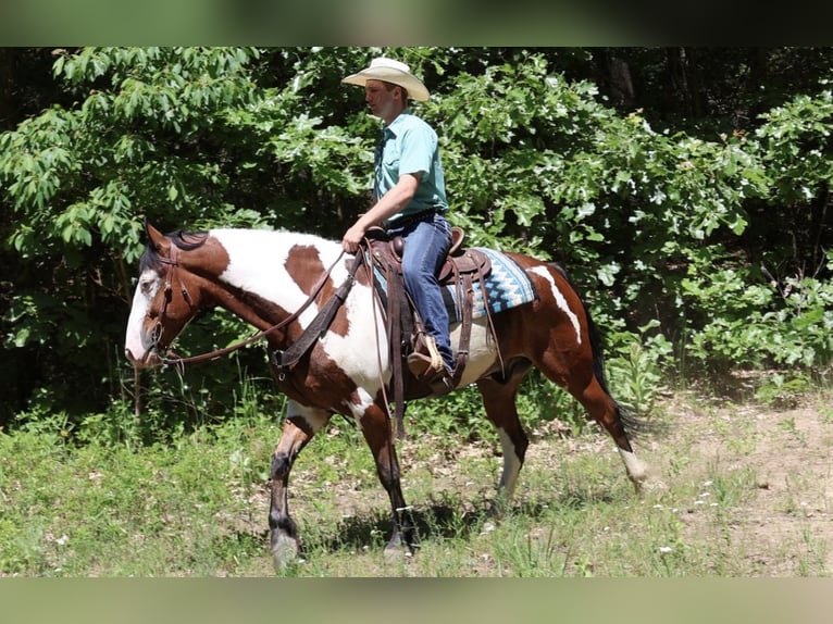 Draft Horse Mix Gelding 6 years 16 hh Pinto in Grass Lake