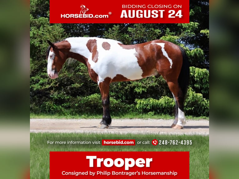 Draft Horse Mix Gelding 6 years 16 hh Pinto in Grass Lake