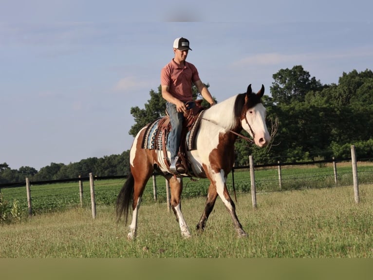 Draft Horse Mix Gelding 6 years 16 hh Pinto in Grass Lake