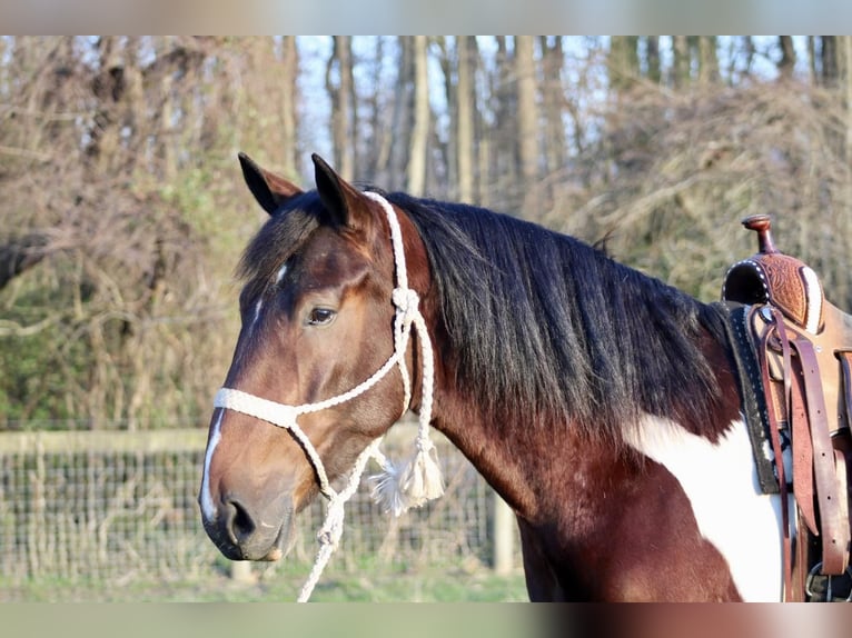 Draft Horse Mix Gelding 6 years 16 hh in Tabernacle, NJ