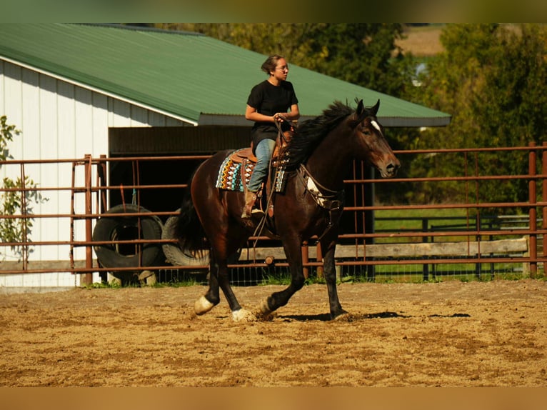 Draft Horse Mix Gelding 6 years 16 hh Roan-Bay in Fresno
