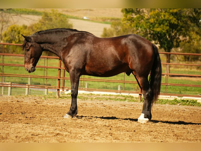 Draft Horse Mix Gelding 6 years 16 hh Roan-Bay in Fresno