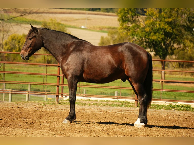 Draft Horse Mix Gelding 6 years 16 hh Roan-Bay in Fresno