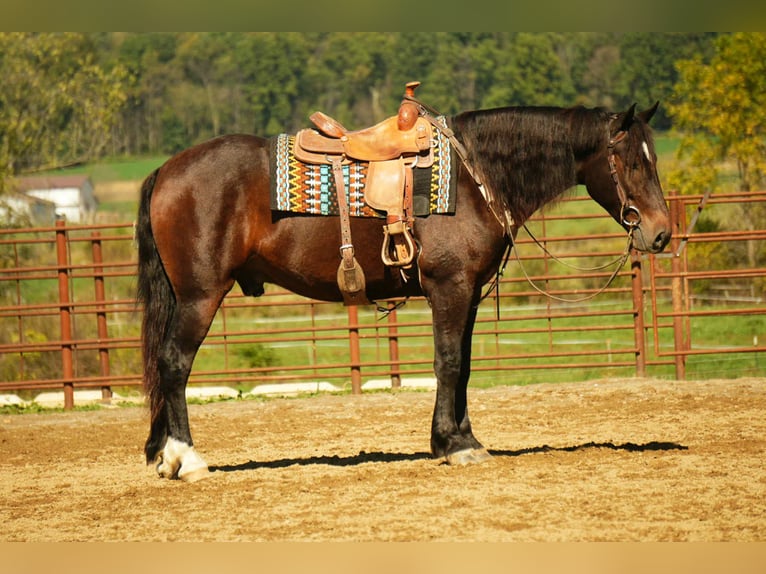 Draft Horse Mix Gelding 6 years 16 hh Roan-Bay in Fresno