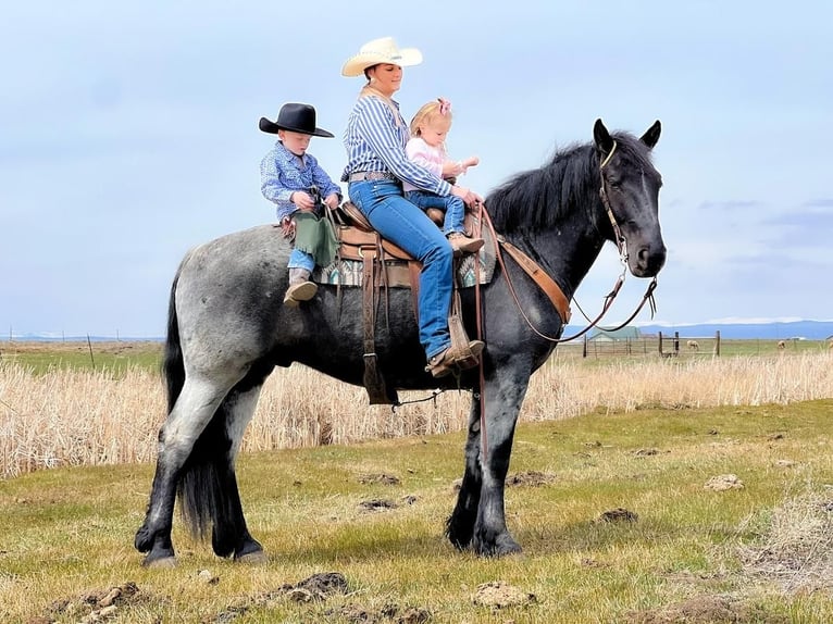Draft Horse Mix Gelding 6 years 16 hh Roan-Blue in Saint Anthony, ID