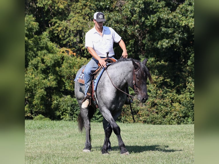 Draft Horse Gelding 6 years 16 hh Roan-Blue in Mount Vernon