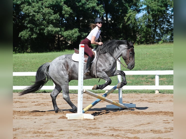 Draft Horse Gelding 6 years 16 hh Roan-Blue in Mount Vernon