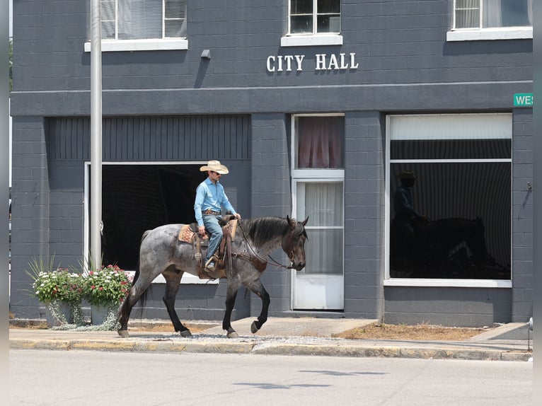 Draft Horse Gelding 6 years 16 hh Roan-Blue in Mount Vernon