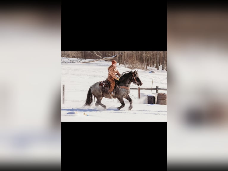 Draft Horse Mix Gelding 6 years 16 hh Roan-Blue in Andover