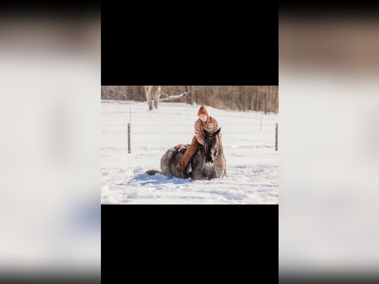 Draft Horse Mix Gelding 6 years 16 hh Roan-Blue in Andover