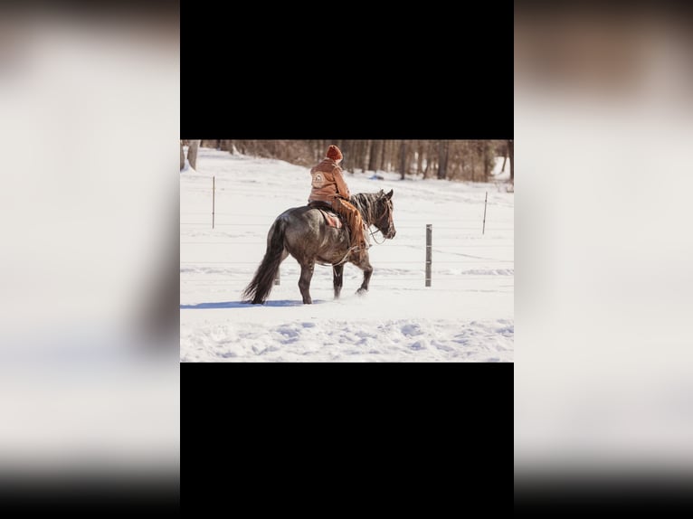 Draft Horse Mix Gelding 6 years 16 hh Roan-Blue in Andover