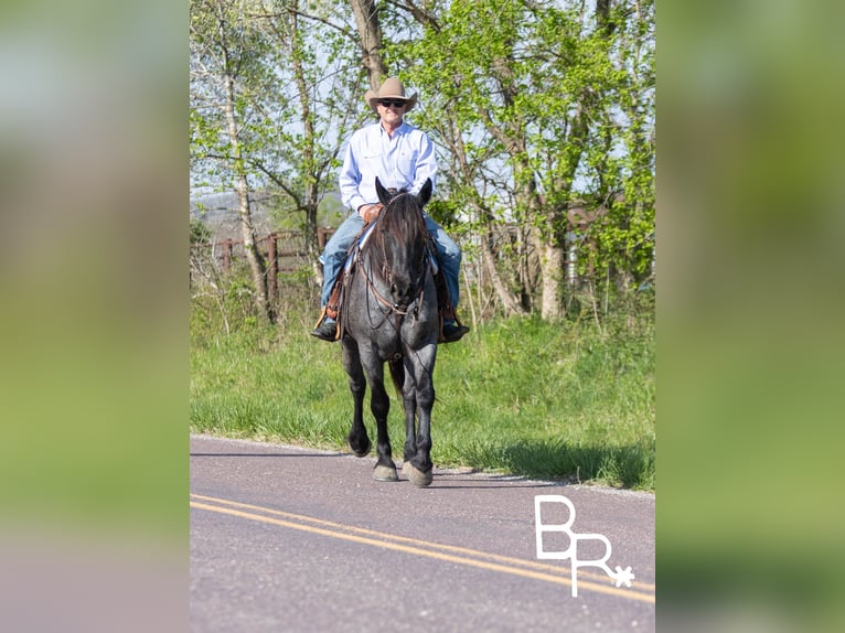 Draft Horse Gelding 6 years 16 hh Roan-Blue in Mountain Grove MO