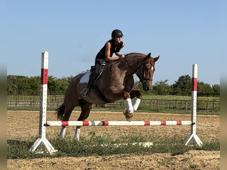 Draft Horse Mix Gelding 6 years 16 hh Roan-Red in Weatherford