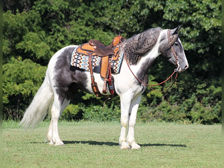 Draft Horse Gelding 6 years 16 hh Tobiano-all-colors in Brodhead Ky