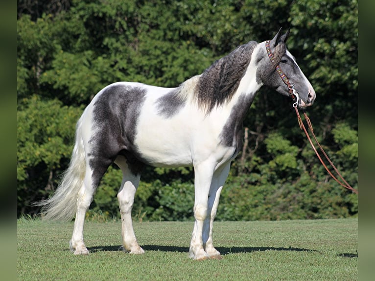 Draft Horse Gelding 6 years 16 hh Tobiano-all-colors in Brodhead Ky