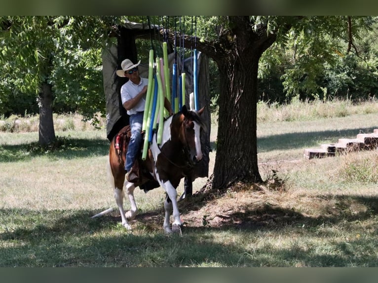 Draft Horse Mix Gelding 6 years 16 hh in Mt Vernon, MO