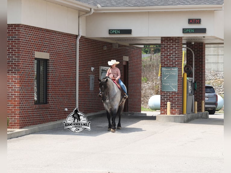 Draft Horse Gelding 6 years 16 hh  in Mount Vernon