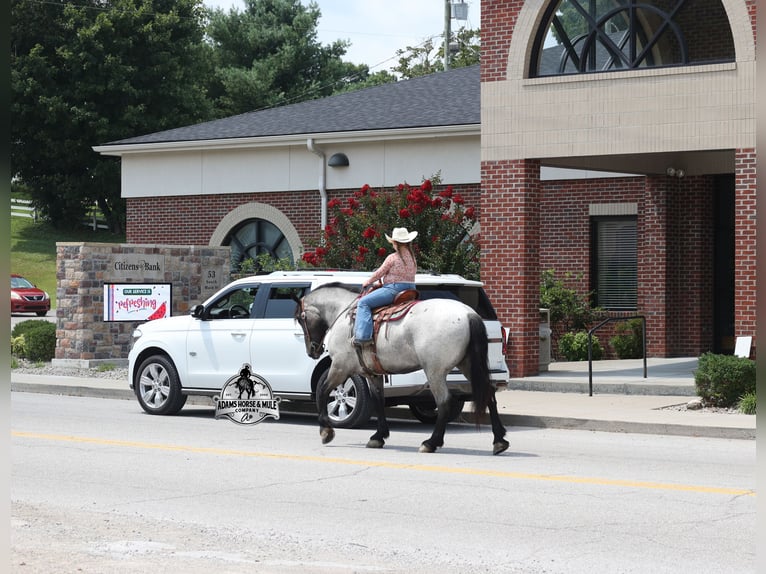 Draft Horse Gelding 6 years 16 hh  in Mount Vernon
