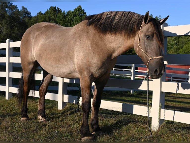 Draft Horse Gelding 6 years 16,1 hh Grullo in Shipshewana, IN