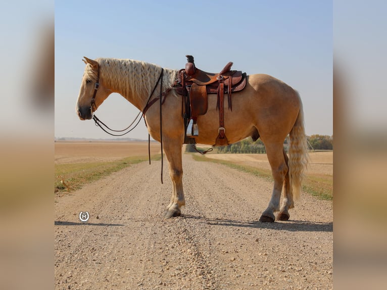 Draft Horse Gelding 6 years 16,1 hh Palomino in Windom MN