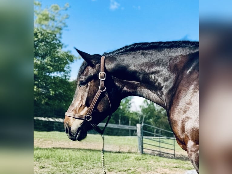 Draft Horse Gelding 6 years 16,2 hh Bay in Atglen