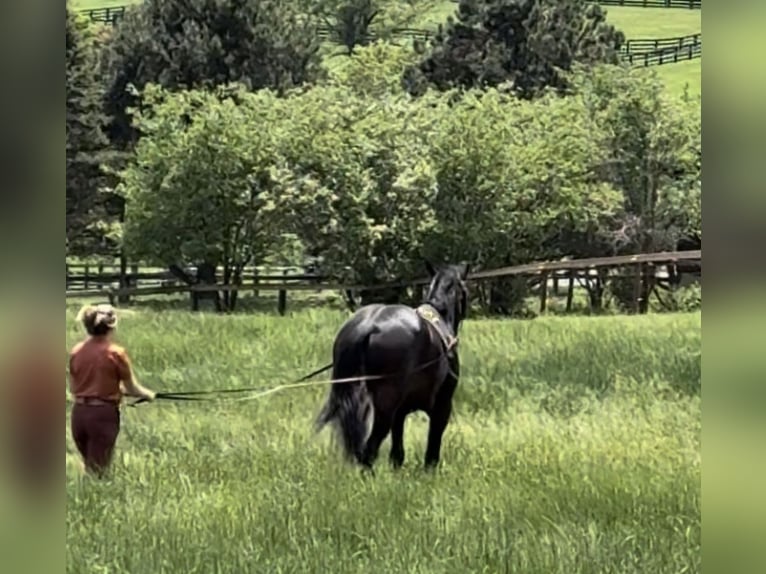 Draft Horse Gelding 6 years 16,2 hh Bay in Atglen