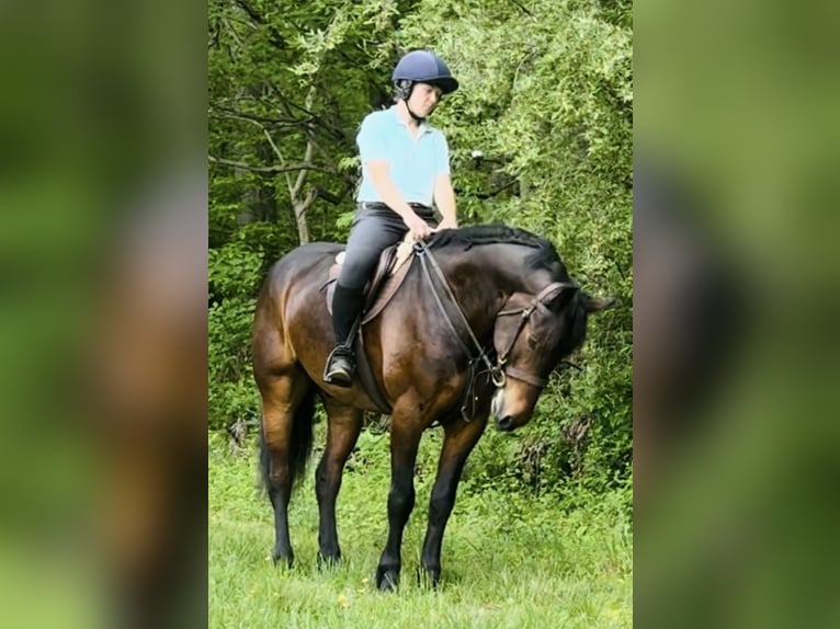 Draft Horse Gelding 6 years 16,2 hh Bay in Atglen