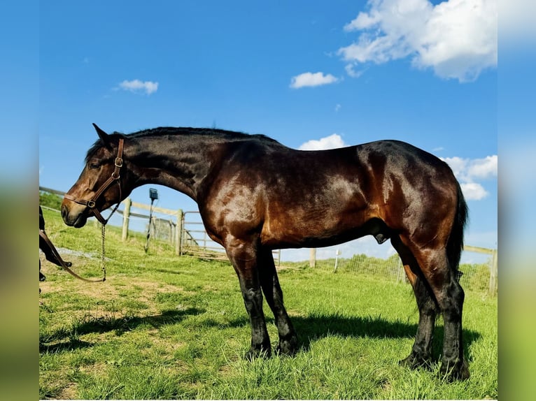 Draft Horse Gelding 6 years 16,2 hh Bay in Atglen